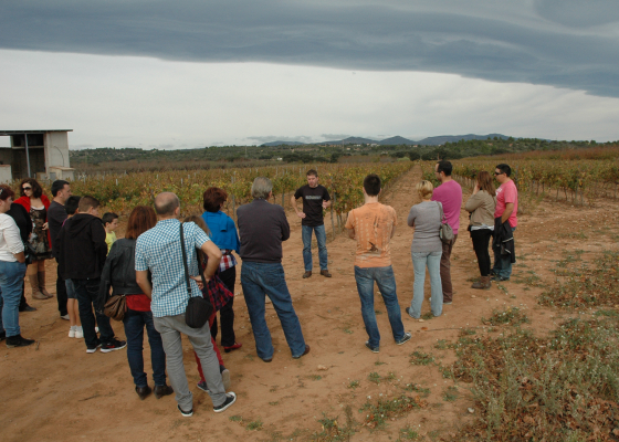 Actividades de la zona . Visita bodegas